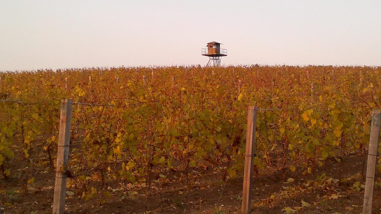 Апартаменты Sommelierka Вальтице Экстерьер фото